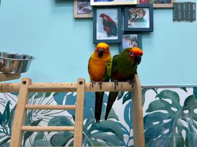 Quando arriviamo l�esperta � alle prese con Genny e Lilly: una coppia di conuri, pappagalli dai colori vivaci